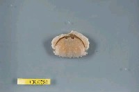 藏品(卷折饅頭蟹)的圖片